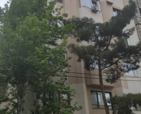نسترن